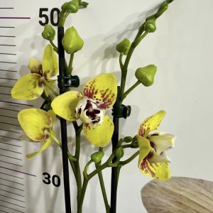 Фаленопсис Пелорик 2цв.   #414