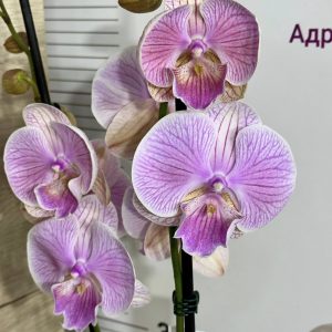 Фаленопсис 2цв.   #424