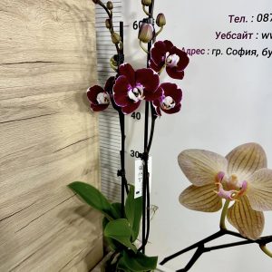 Alternative view of Фаленопсис 2цв.   #419