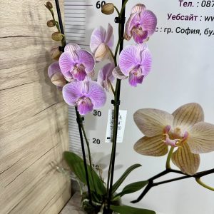 Alternative view of Фаленопсис 2цв.   #424