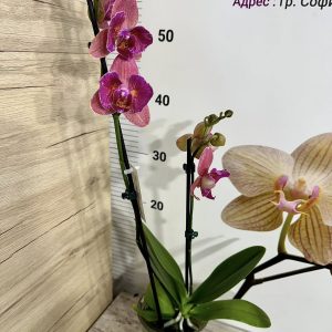 Alternative view of Фаленопсис Пелорик 2цв.   #412