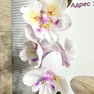 Фаленопсис 1цв. Swallow Bridal Dress