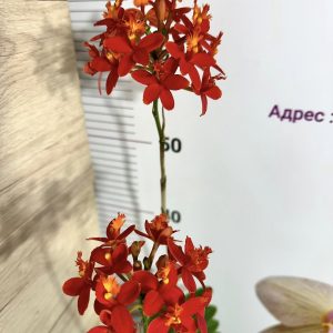 Епидендрум  #409