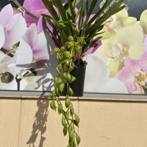 Alternative view of Каскаден Цимбидиум  #54