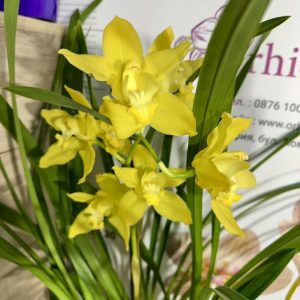 Цимбидиум 1цв. #40