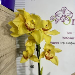 Цимбидиум 1цв. #37