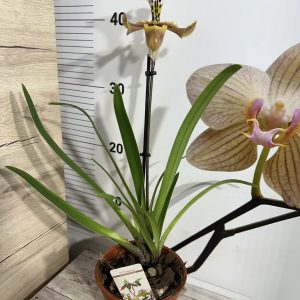 Alternative view of Орхидея Пафиопедилум #0104
