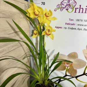 Alternative view of Цимбидиум 1цв. #37