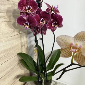 Alternative view of Фаленопсис 2 цв.  #460