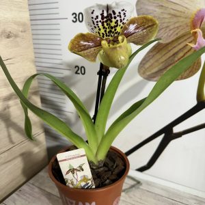 Alternative view of Орхидея Пафиопедилум XXL #0103