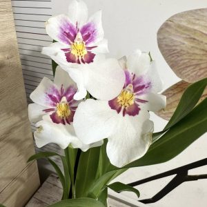 Ароматна Орхидея - микс ф9  #225