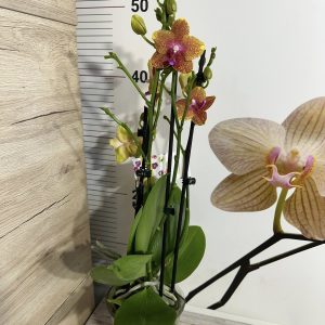 Alternative view of Фаленопсис 3-4цв..  #451