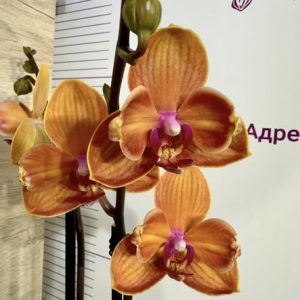 Фаленопсис 2 цв. Пелорик   #452