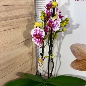 Alternative view of Фаленопсис 2 цв.  #456