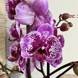 Фаленопсис 2 цв.  #448