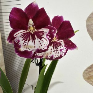 Ароматна Орхидея - микс ф9  #222