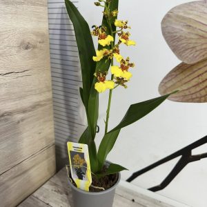 Alternative view of Онцидиум ф9  #223