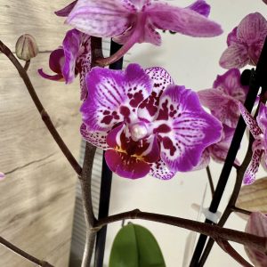 Фаленопсис Пелорик 2 цв.  #443