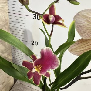Ароматна Орхидея - микс ф9  #224