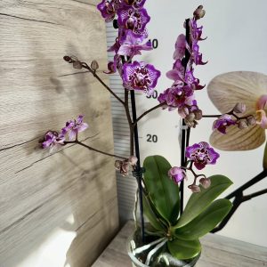 Alternative view of Фаленопсис Пелорик 2 цв.  #443