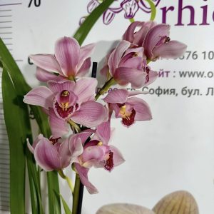 Цимбидиум 1цв. #39