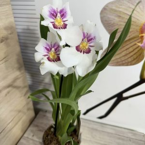 Alternative view of Ароматна Орхидея - микс ф9  #225