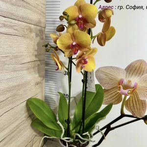 Alternative view of Фаленопсис 2 цв.  #447