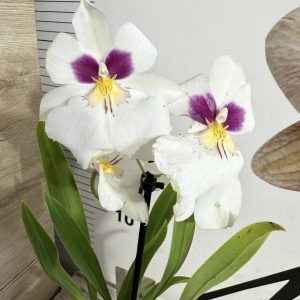 Ароматна Орхидея - микс ф9  #226