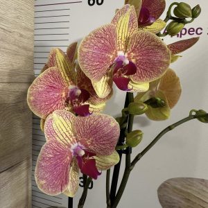 Фаленопсис 2 цв.  #459