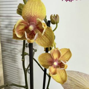 Фаленопсис Пелорик 2 цв.  #446