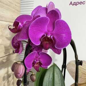 Фаленопсис  2цв. Каскадна  #103