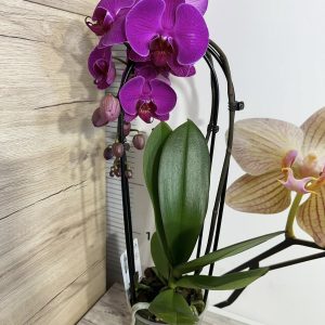 Alternative view of Фаленопсис  2цв. Каскадна  #103