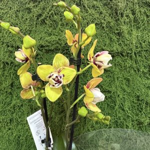 Alternative view of Фаленопсис Пелорик 2 цв.  #444