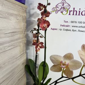 Alternative view of Фаленопсис 2 цв.  Хоризонт  #444
