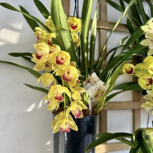 Alternative view of Каскаден Цимбидиум  #52