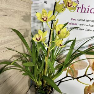 Alternative view of Цимбидиум 1цв. #41