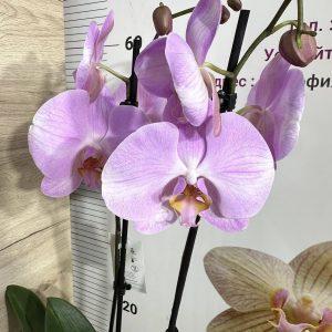Фаленопсис 2 цв.   #442