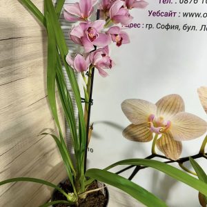 Alternative view of Цимбидиум 1цв. #39