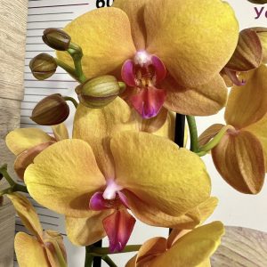 Фаленопсис 2 цв.  #447