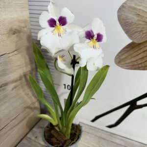 Alternative view of Ароматна Орхидея - микс ф9  #226