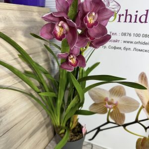 Цимбидиум 1цв. #38