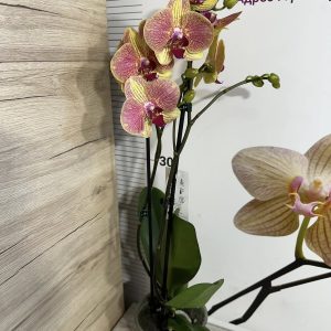 Alternative view of Фаленопсис 2 цв.  #459