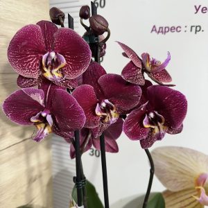 Фаленопсис 2 цв.  #460