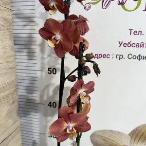Фаленопсис 2 цв.  Хоризонт  #444