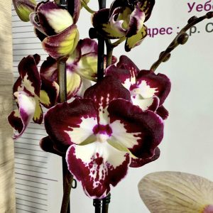 Alternative view of Фаленопсис 2 цв. Big Lip Darhma  #440