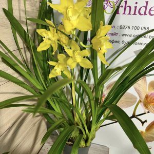 Alternative view of Цимбидиум 1цв. #40