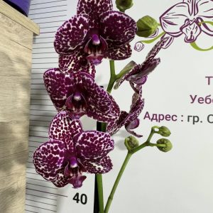 Фаленопсис ДИВА КОТКА 1 цв.#453