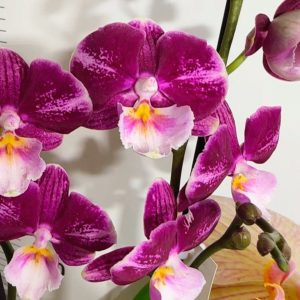 Фаленопсис 2 цв. Big Lip Darhma  #441