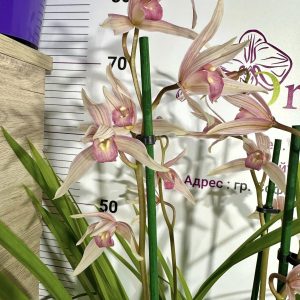 Цимбидиум  #74