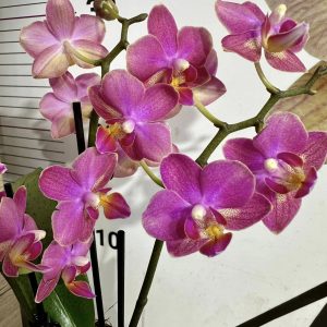 Ароматна Орхидея - микс ф9  #221